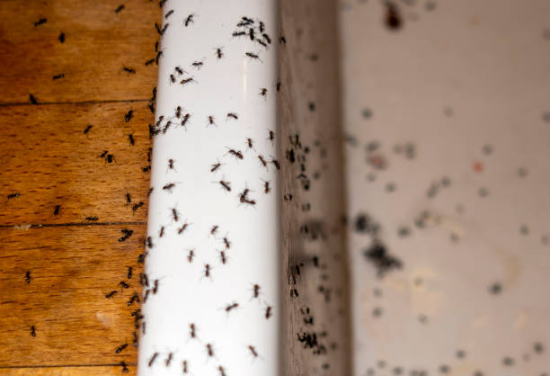 Best Wasp Removal Services  in Emory, VA