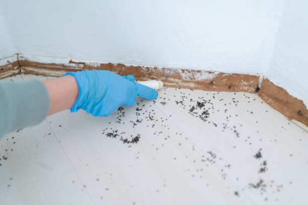Best Best Pest Control Companies  in Emory, VA
